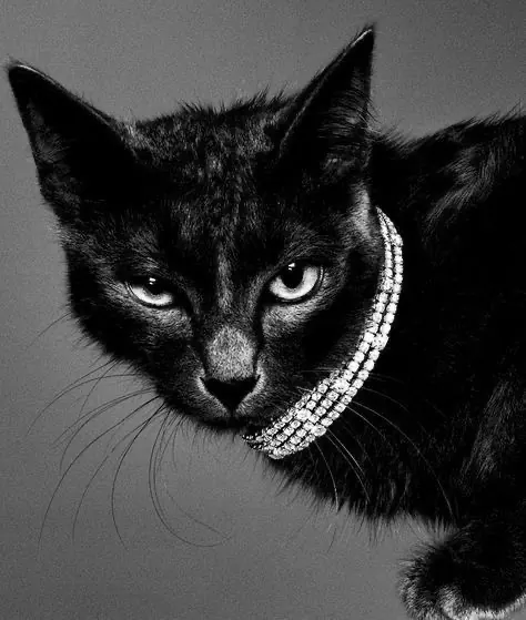 Editorial black-and-white portrait of a black cat wearing a diamond collar